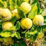 تعبیر خواب درخت به پر میوه + چیدن میوه از درخت امام صادق و درخت به در خانه