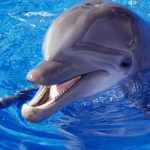 تعبیر خواب دلفین در استخر + امام صادق و حضرت یوسف و دختر مجرد و زن متاهل