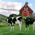 تعبیر خواب مزرعه برای زن باردار + چیدن علف هرز امام صادق و کندن علف هرز باغچه