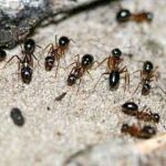 تعبیر خواب مورچه در خانه + حضرت یوسف و امام صادق و مورچه زرد زیاد