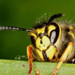 تعبیر خواب زنبورهای وحشی + حمله زنبورهای زرد زیاد و حمله زنبورهای قرمز