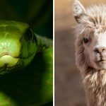 دانشمندان ماده‌ای فوق‌العاده در بدن لاماها برای تولید پادزهر مار کشف کردند