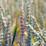 اقرار یک پژوهشگر به قاچاق قارچ مخرب به آمریکا ؛ این پاتوژن خطرناک دقیقاً چیست؟