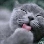 منشاء گربه‌های خانگی کجاست؟ – دیجینوی