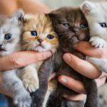 چرا برخی از گربه‌های همزاد تا این حد با یکدیگر متفاوت به نظر می‌رسند؟