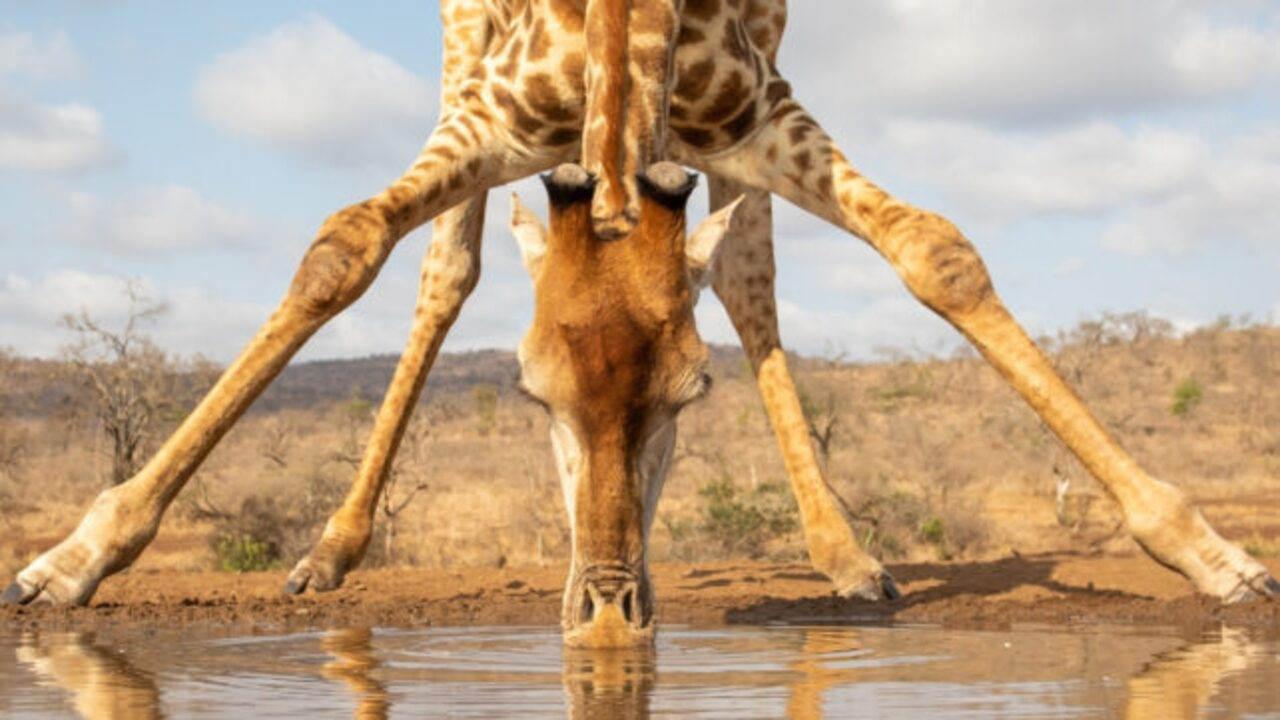 چرا پاهای زرافه‌ها بیش از حد بلند است؟