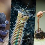 ۱۰ حیوان شکارچی عجیب که لایق فیلم ترسناک اختصاصی خود هستند