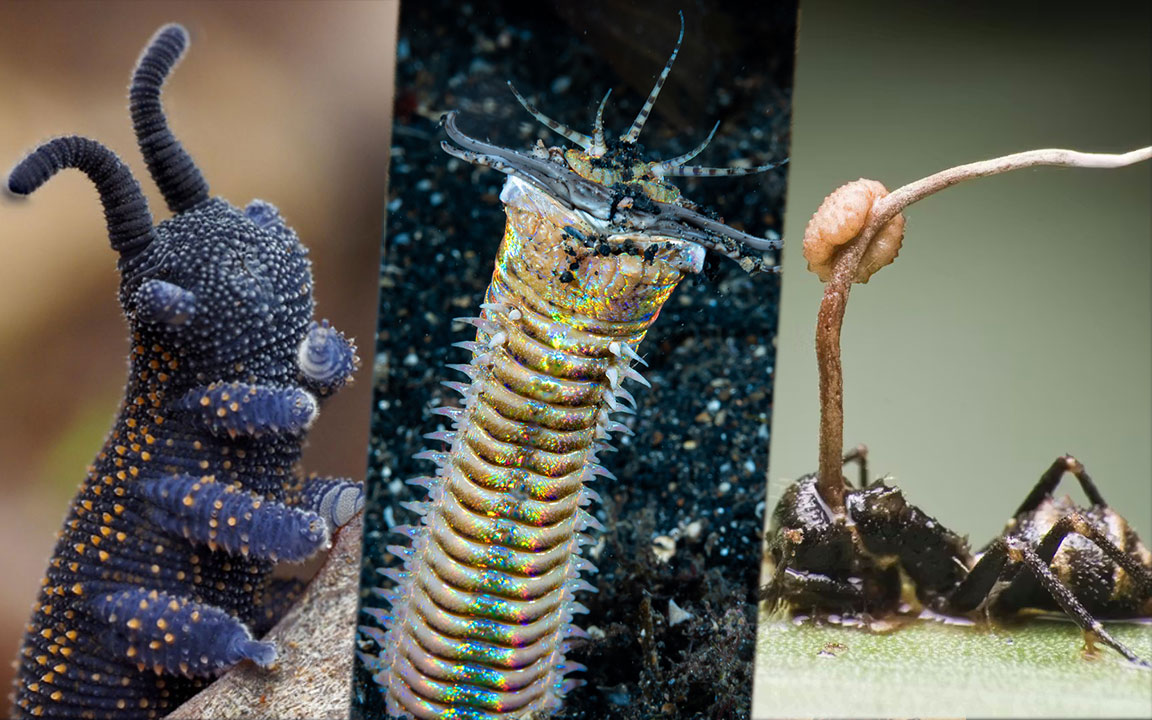 ۱۰ حیوان شکارچی عجیب که لایق فیلم ترسناک اختصاصی خود هستند