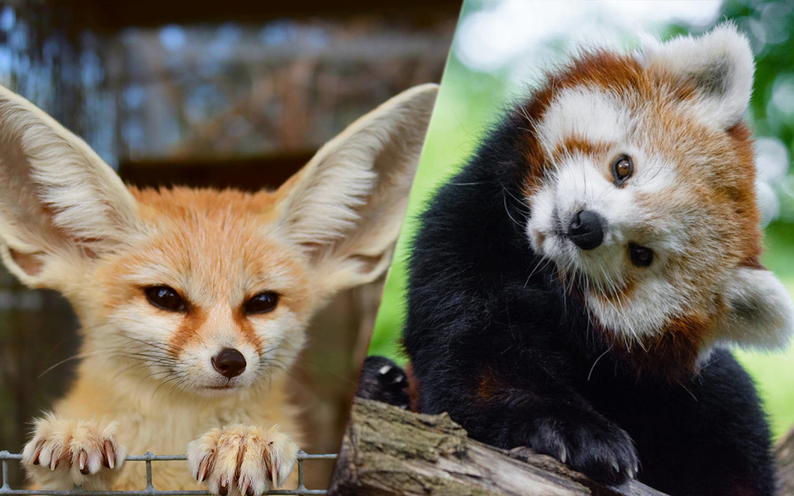 بامزه‌ترین حیوانات جهان که ناخوداگاه باعث لبخند شما می‌شوند