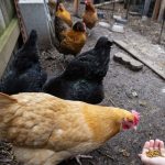 یک شهروند آمریکایی به ویروسی ناشناخته مبتلا شده است