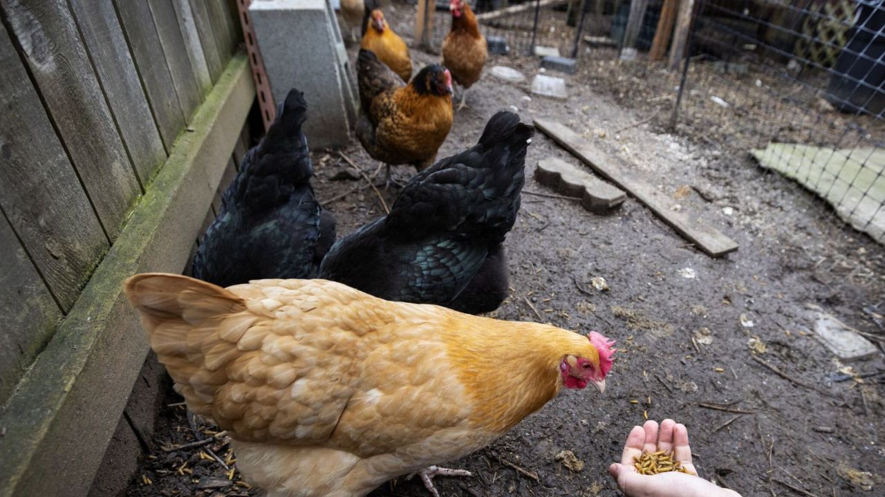 یک شهروند آمریکایی به ویروسی ناشناخته مبتلا شده است