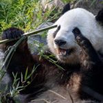 پانداها از ابزار برای خاراندن بدن خود استفاده می‌کنند