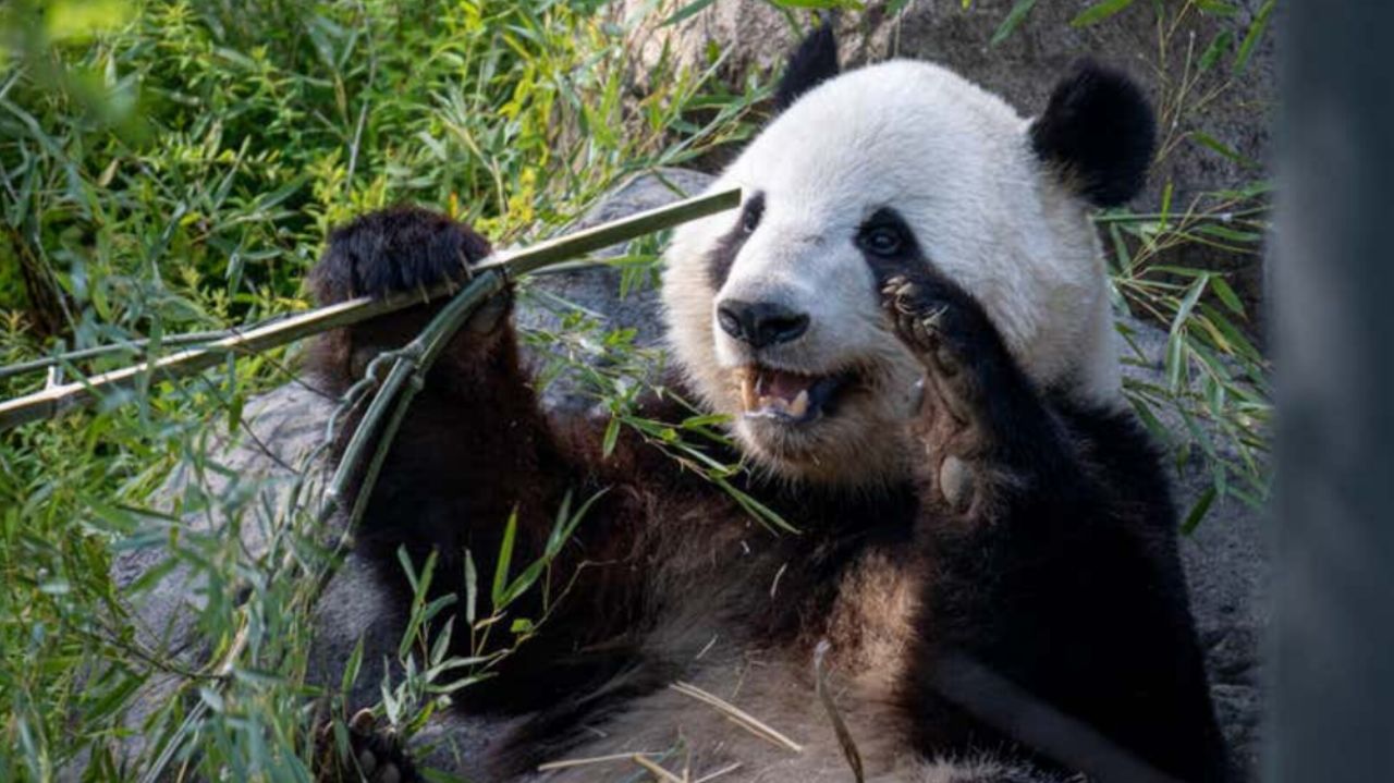 پانداها از ابزار برای خاراندن بدن خود استفاده می‌کنند