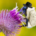 شواهد جدید نشان می‌دهد زنبورها می‌توانند کد مورس را یاد بگیرند، البته تا حدودی