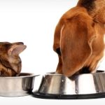 راهنمای جامع انتخاب غذای خشک: چگونه بهترین غذا را برای سگ و گربه خود انتخاب کنیم؟