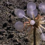 با تازه‌ترین کابوس اعماق دریا آشنا شوید: «گوی مرگ» گوشت‌خوار