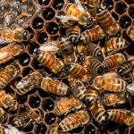 فسیلهای ۲۰,۰۰۰ ساله نشان میدهند زنبورهای باستانی در داخل استخوانها لانه ساخته بودند