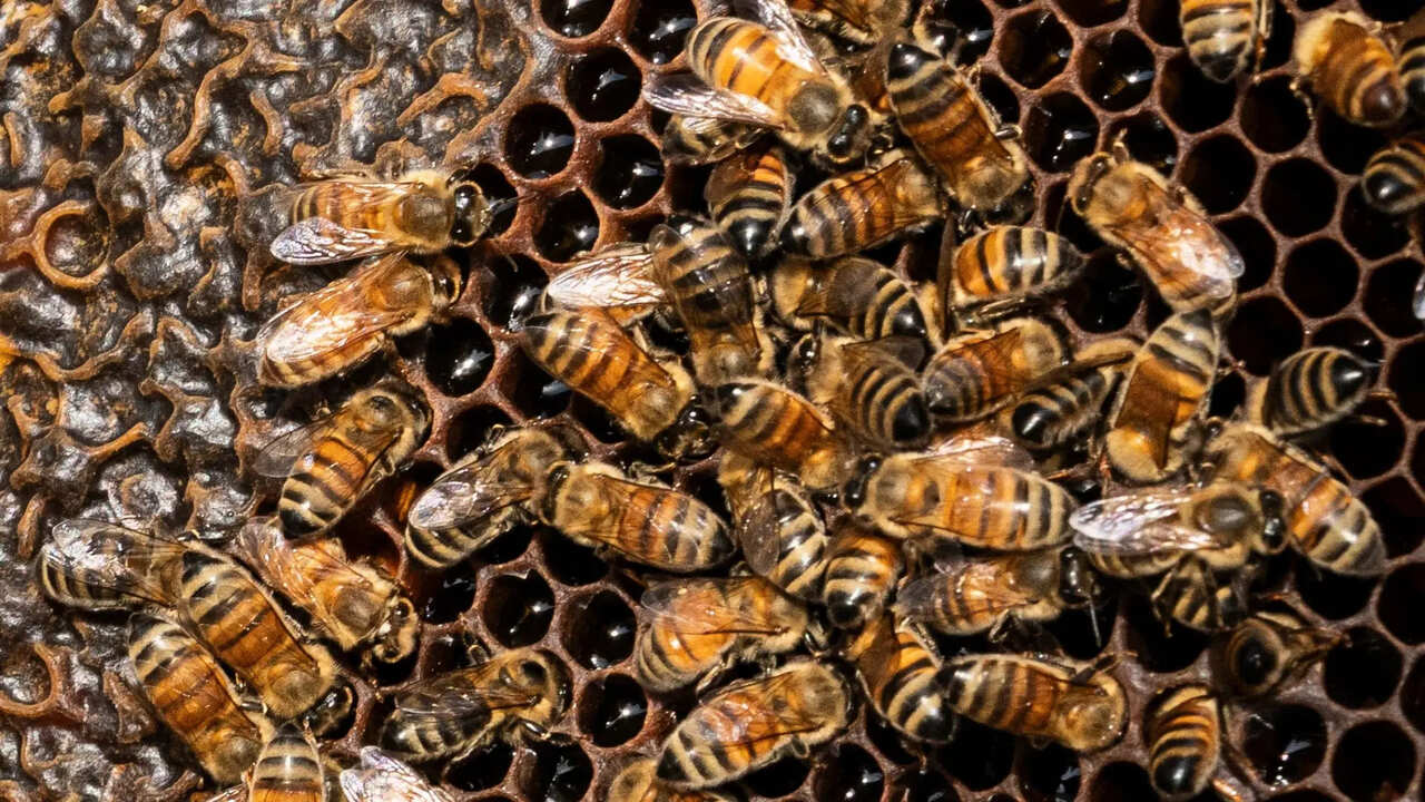 فسیل‌های ۲۰,۰۰۰ ساله نشان می‌دهند زنبورهای باستانی در داخل استخوان‌‌ها لانه ساخته بودند