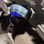 دانشمندان به موش‌ها DOOM بازی کردن را یاد داده‌اند