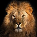 نوجوانی که از حمله شیر جان سالم به در برد؛ روایتی تکان‌دهنده از ۶۲۰۰ سال پیش