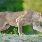 آیا حیوانات واقعا انسان‌ها را به عنوان طعمه شکار می‌کنند؟