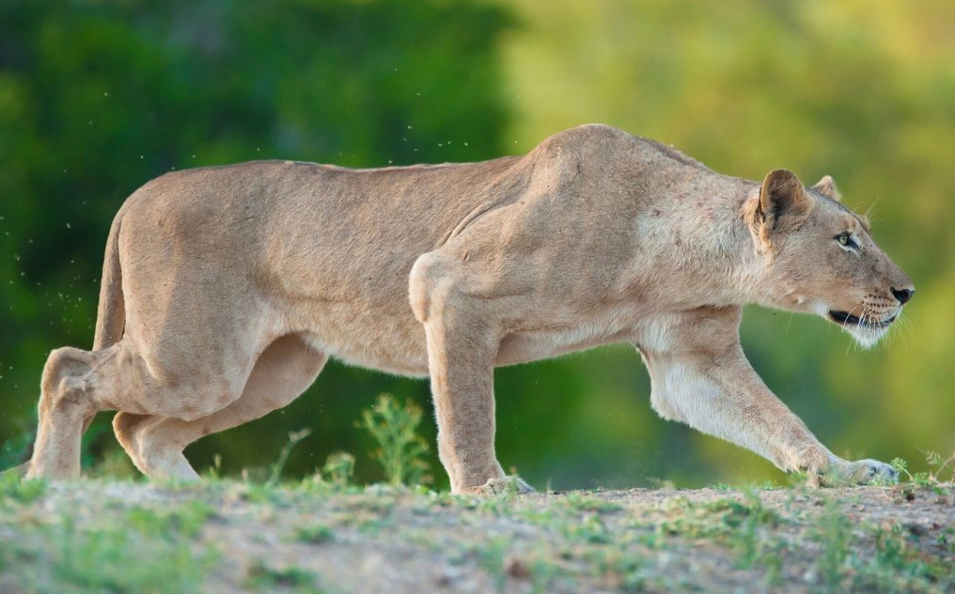 آیا حیوانات واقعا انسان‌ها را به عنوان طعمه شکار می‌کنند؟