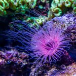 کمیاب‌ترین رنگ در طبیعت کدام است؟